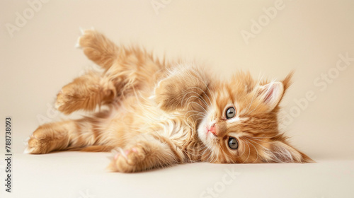 Ginger Maine Coon kitten with fluffy fur lying on its back. Playful and adorable pet concept for design and poster