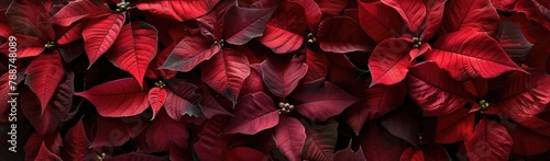 Red poinsettia background, close-up, lush foliage, seasonal, decorative, deep red tones, panoramic format