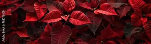 Dense Red Leaves Panoramic View: panoramic foliage background, red leaf texture, seasonal decor