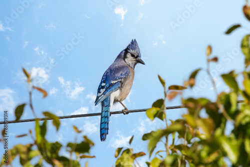 Blue Jay bird on wire