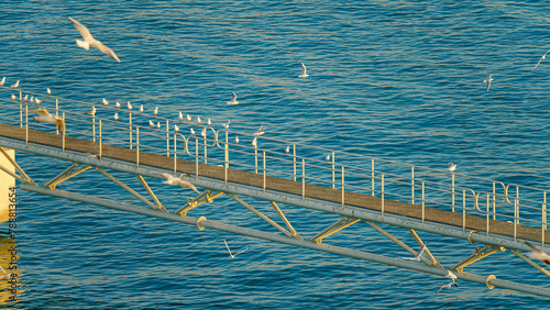 Doha, Qatar- Jan 14 2024, Aerial view of the narrow pier with lots of seagulls and albatrosses sitting and flying around, Port of Doha, at daytime, Doha, Qatar 