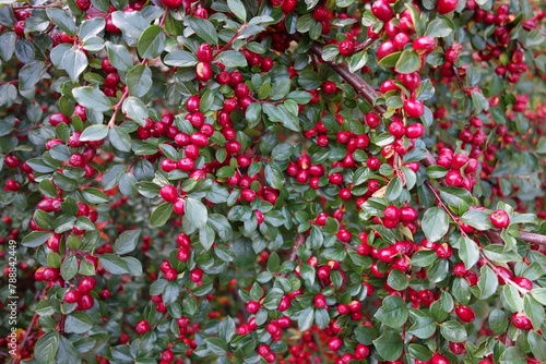 Cotoneaster horizontal decorative evergreen shrub with red small fruits it bears fruit at the beginning of autumn
