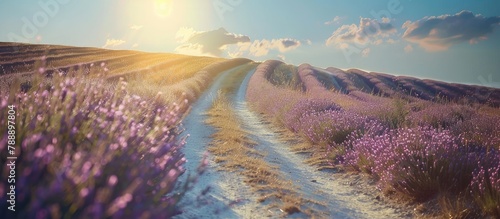 A dirt road winding through a lavender field under the bright summer sun
