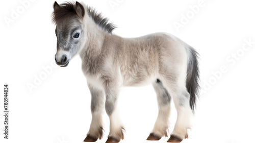 A realistic standing baby horse with grey fur on a white background