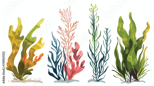 Set of Four colorful hand drawn edible algae vector g