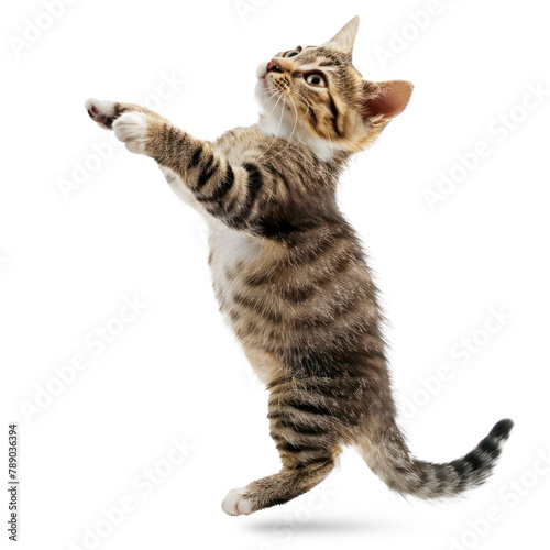 jumping cat over on transparency background PNG