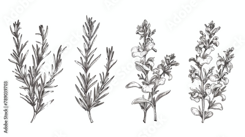 Set of Four monochrome drawings of rosemary plants wi