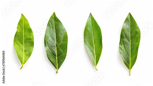 ground Laurel leaves isolated on white background Green bay leaf Top view Flat lay : Generative AI