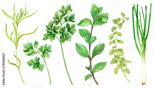 Watercolor collection of fresh herbs isolated: mint, tarragon, parsley, oregano, thyme, green onion. Kitchen herbs isolated on a white background. Fragrant Proven al spices for Mediterranean cuisine.