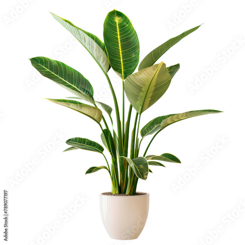 Modern indoor plant isolate on transparency background PNG