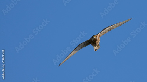 sokół Falco tinnunculus