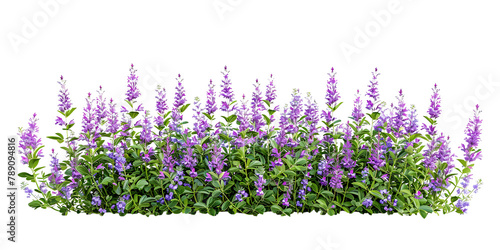 Front view salvia flowers bush border isolated on white