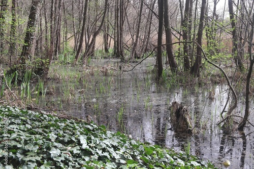 Sadzawka Park Sława Lubuskie