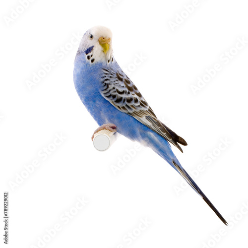 blue and white budgie