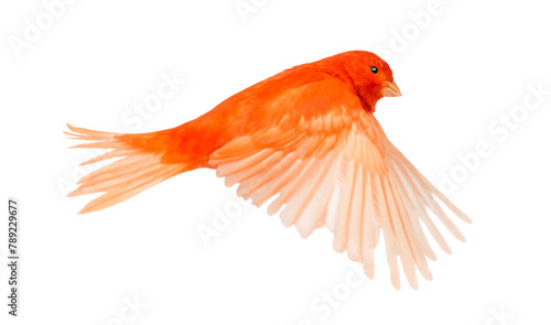 Red canary Serinus canaria, flying against white background
