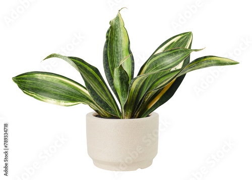 Sansevieria png plant mockup in a ceramic pot