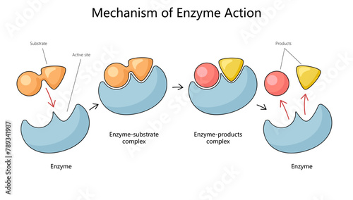 Human mechanism of enzyme action with substrate and product complexes diagram hand drawn schematic vector illustration. Medical science educational illustration