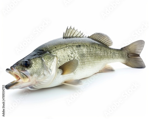A largemouth bass fish on a white background.