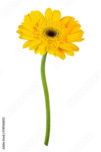 Yellow gerbera png flower sticker