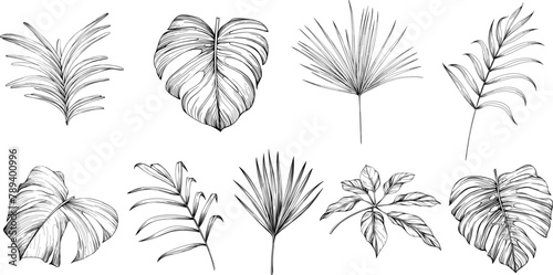 Leaves isolated on white collection. Tropical leaves set. Hand drawn illustrations set.