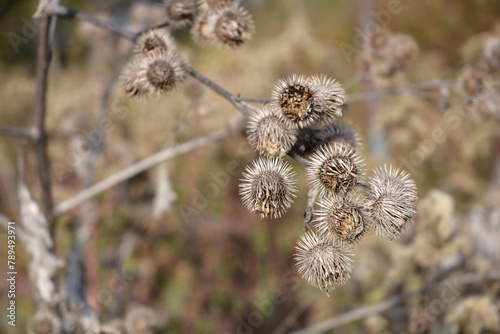 Dry Great Burdock seed heads