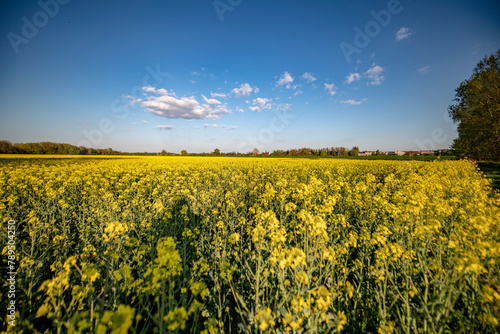 pola, niebo, zółty, krajobraz, rolnictwa, kwiat, charakter, blękit, gwałt, olej rzepakowy, lato, jary, farma, hayfield, roślin, chmura, obszarów wiejskich, zieleń, chmura, słońce, countryside, 