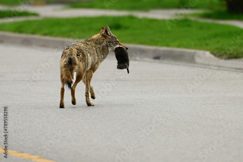 Urban wildlife a photograph of a coyote walking across a paved city street with a squirrel in its mouth