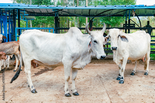 side view of zebu breed cows in the stable