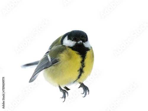 The Great tit is shown in close-up in the statics isolated on white background
