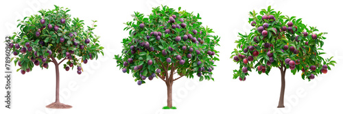 A set of plum trees isolated on a white or transparent background. A close-up of a plum trees with purple plums. A graphic design element on the theme of nature and tree care.