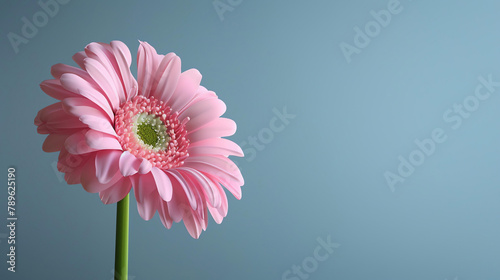 Light pink gerbera flower in full bloom against a pale blue background.