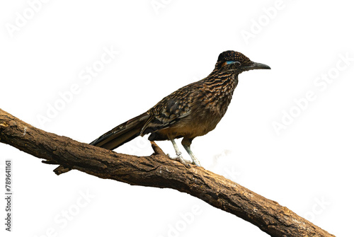 The greater roadrunner isolated on a branch (Geococcyx californianus) is a long-legged bird in the cuckoo family.