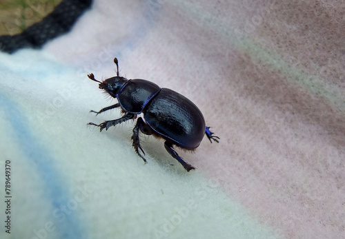 Żuk gnojowy na jasnym tle, Geotrupes, Geotrupes stercorarius, Anoplotrupes stercorosus dor beetle, is a species of earth-boring dung beetle