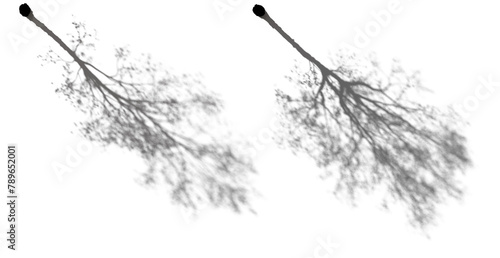 Realistic aesthetic shadow from big tree isolated png on a transparent background perfectly cutout (platanus, ash, alnus, morus, fraxinus, fagus, acer) 