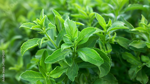 stevia plant natural sweetener 