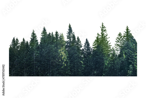Pine forest divider png sticker, transparent background