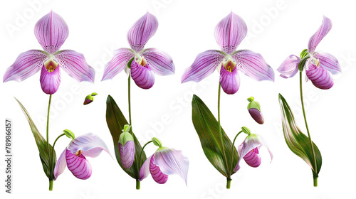 Pink lady slipper orchid digital art 3D illustration, isolated on transparent background. Top view flat lay of vibrant, exotic tropical flower. Perfect for botanical designs, graphics, and elegant flo