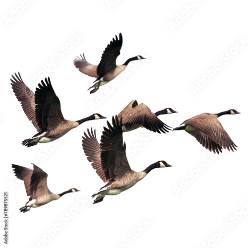 Flying geese png cut out, bird, animal graphic on transparent background