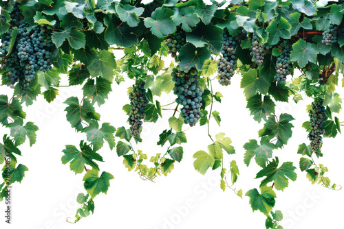 Green grapevines with clusters of unripe grapes isolated on transparent background