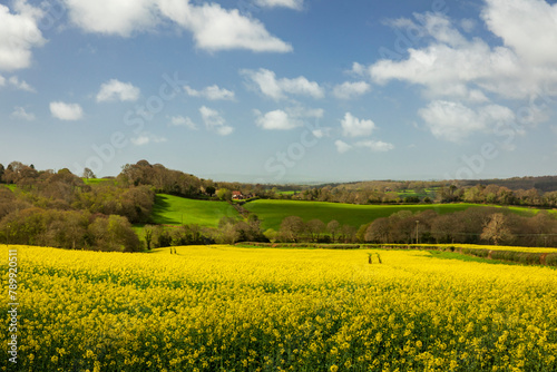 April rapeseed fields on the high weald near Dallington east Sussex south east England UK