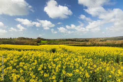 April rapeseed fields on the high weald near Dallington east Sussex south east England UK