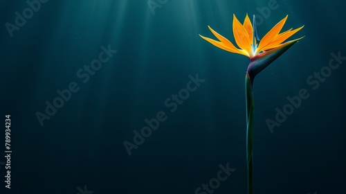  A bloom in the heart of a water body, bathed in sunlight filtering through surface waves