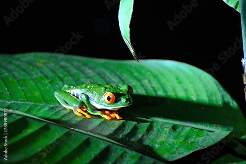 Egzotyczna trująca zielona żaba z Kostaryki