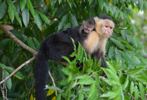 Małpa kapucynka z dzieckiem na grzbiecie w okolicy La Fortuna w Kostaryce