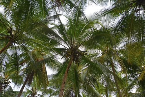 Palmy kokosowe w lasach tropikalnych - Kostaryka