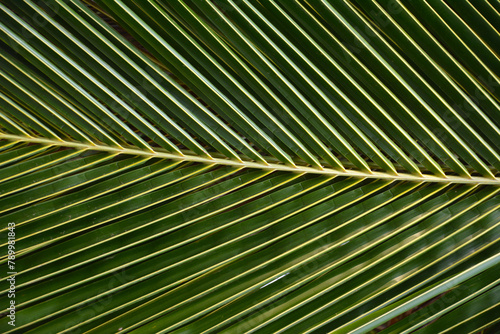Liść palmy z bliska - tropikalny liść z wzorami fraktalnymi