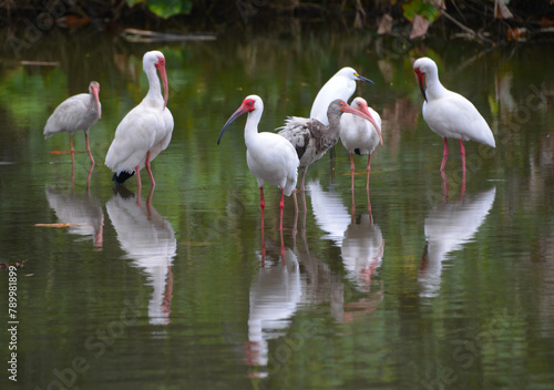 Dzikie ptaki w lesie zwrotnikowym - stado ibisów