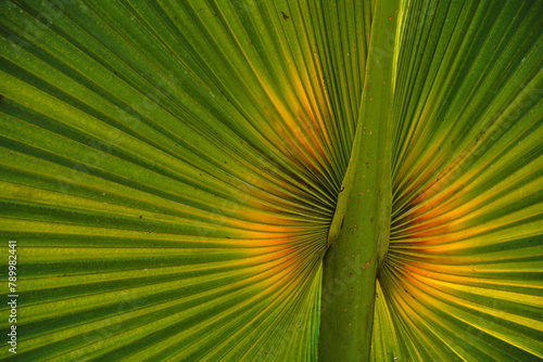 Egzotyczny liść tropikalnej rośliny palmy - fraktalne wzory natury
