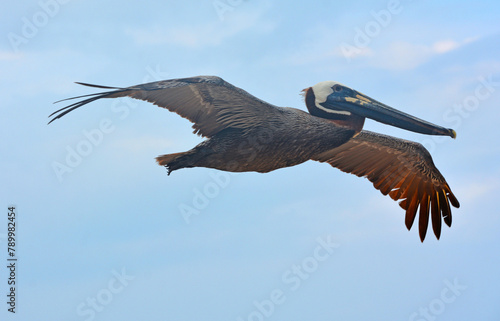 Pelikan w locie - wielki egzotyczny ptak szybuje podczas polowania na ryby w morzu karaibskim
