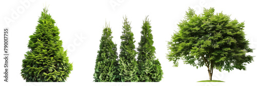 set of arborvitae trees, conical and lush, isolated on transparent background